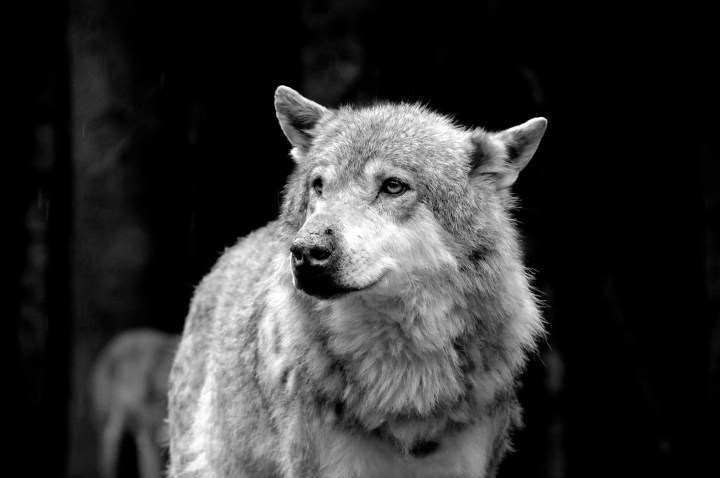 Loup Mercantour GP TIR - Copie copie