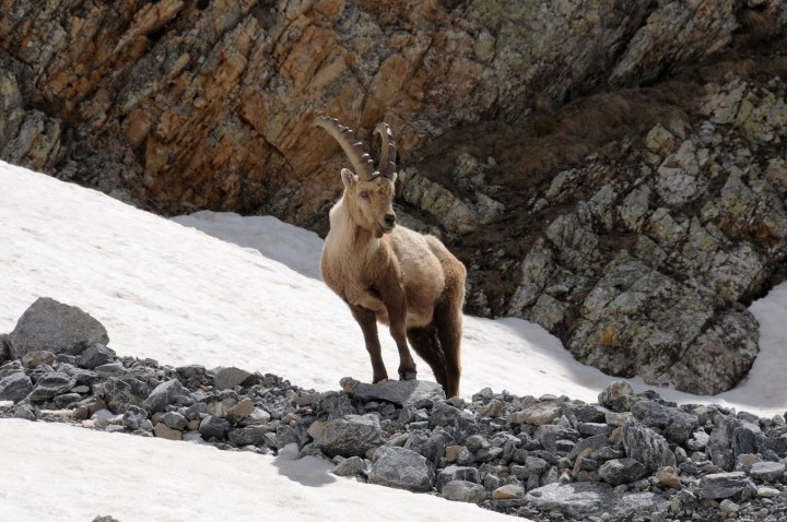 006 Vallouise Cerces bouquetins avril 2016 (160) (Copier)