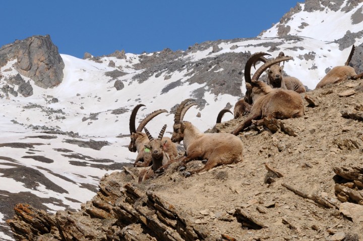 010 Vallouise Cerces bouquetins avril 2016 (129)_modifié-1 (Copier)