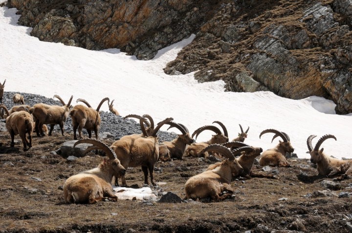 013 Vallouise Cerces bouquetins avril 2016 (182) (Copier)