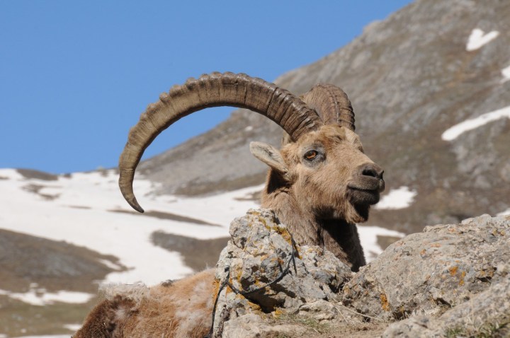 017 Vallouise Cerces bouquetins avril 2016 (48) (Copier)