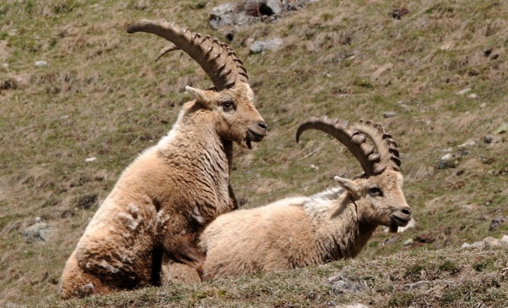 019 Vallouise Cerces bouquetins avril 2016 (136) (Copier)