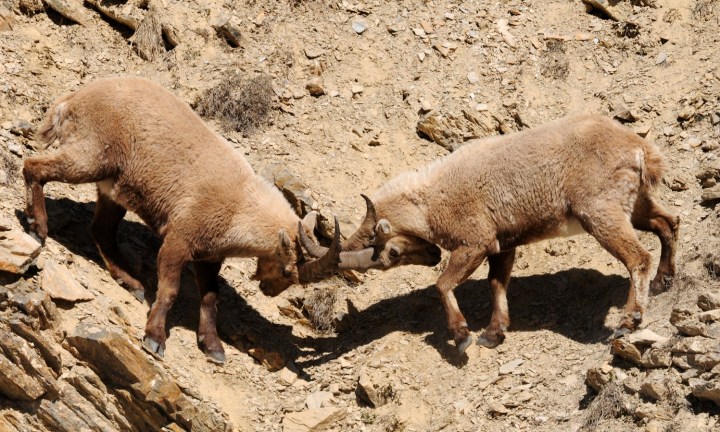 021 Vallouise Cerces bouquetins avril 2016 (119) (Copier)