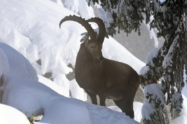 Col de la colombière à la recherhe du bouquetin decembre 2012 (70bn)