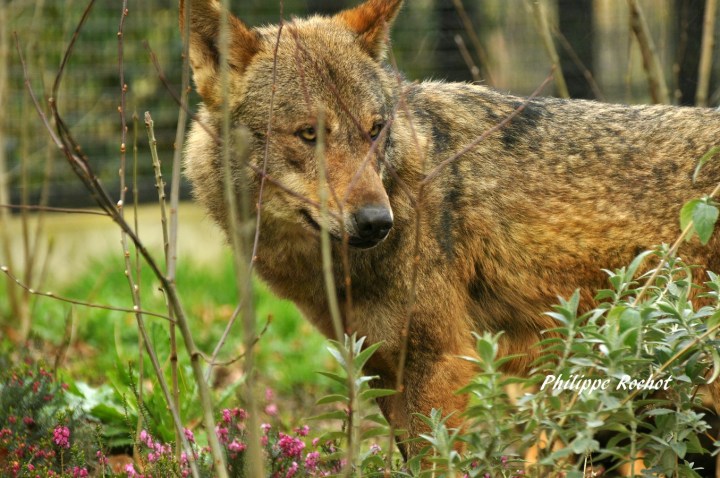 loup-zoo-vincennes-mars-2016-signe-copier