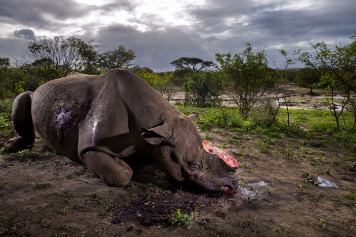 world-press-guerre-rhinos-brent-sirton