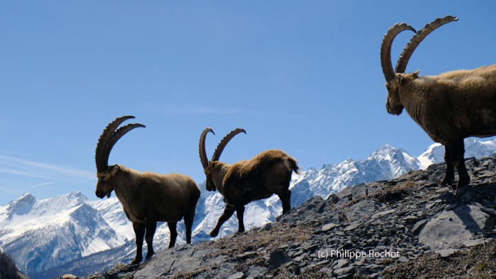 Bouquetins Cerces avril 2017 Fuji (30 modif) reduit signé