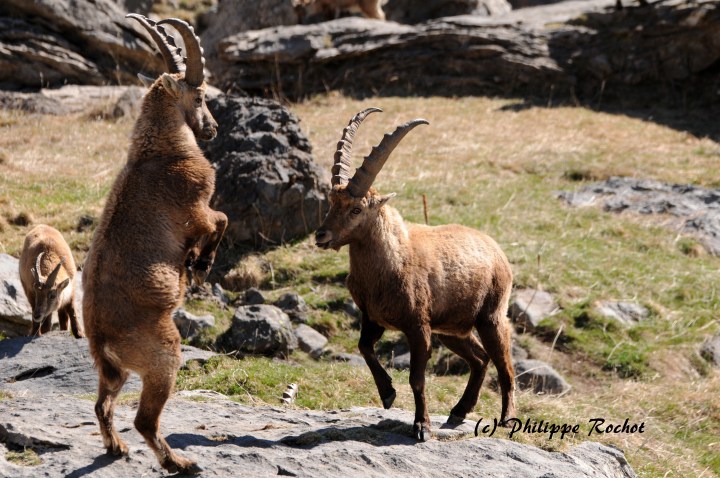 Bouquetins Champsaur avril 2017 (92signé)