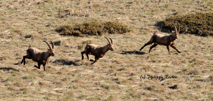 Bouquetins Champsaur avril 2017 (signé)