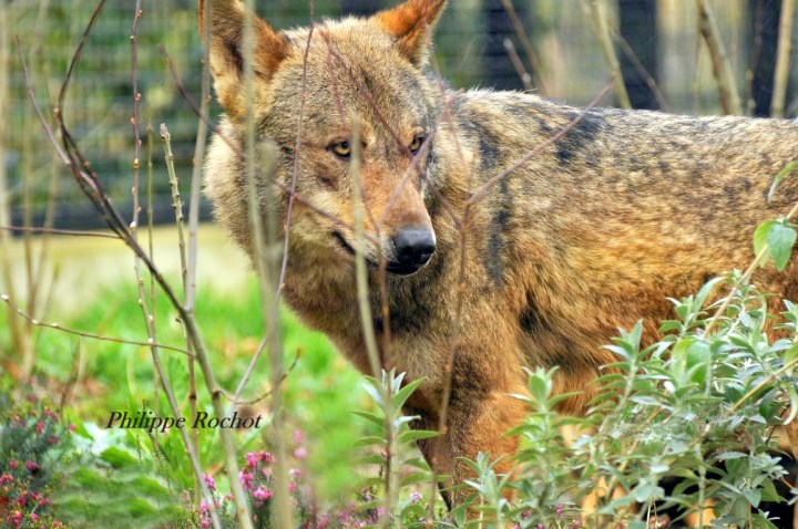 Loup zoo vincennes mars 2016 signé (Copier) bn2