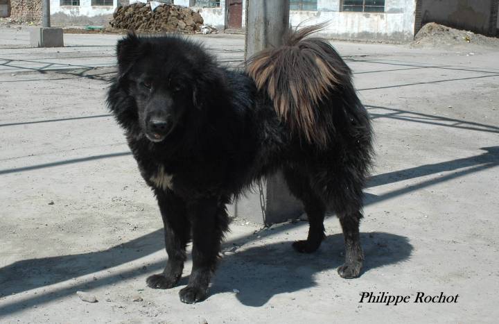 Tibet Qinghai 2006 (14)mastif tibétain signé