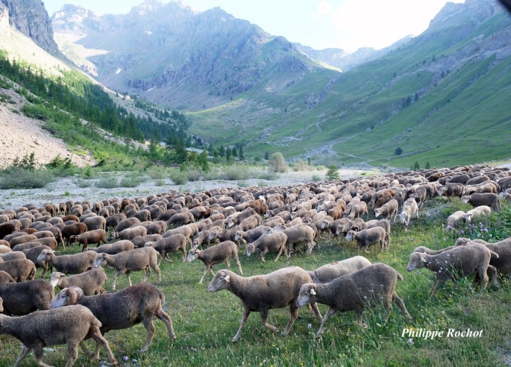 Vallon de l'Eychaud ds troupeaux vulnérables juillet 2018 signé