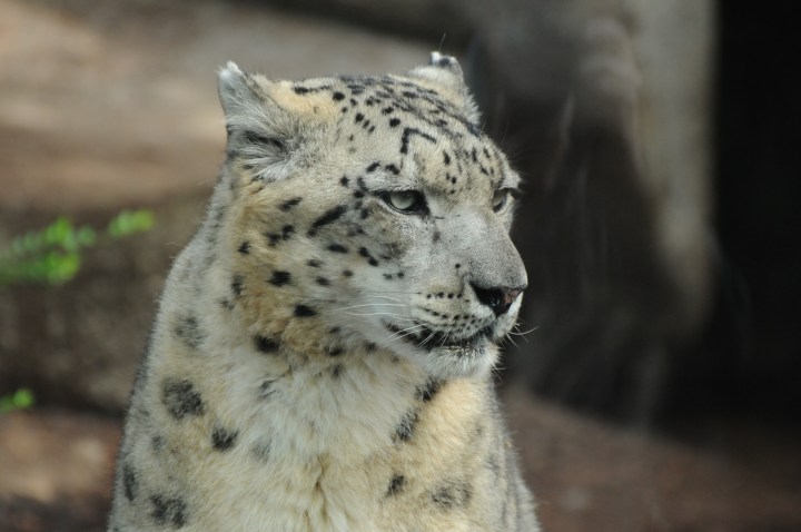 Paris jardin plantes panthère avril 2014 (4)