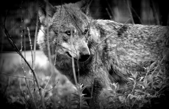 Loup zoo vincennes mars 2016 signé b