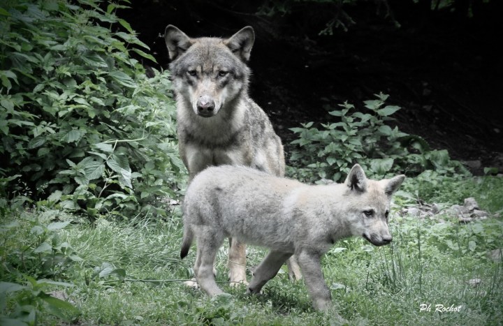 Loups du Mercantour 2013 (10)signé_modifié-1 (Copier)