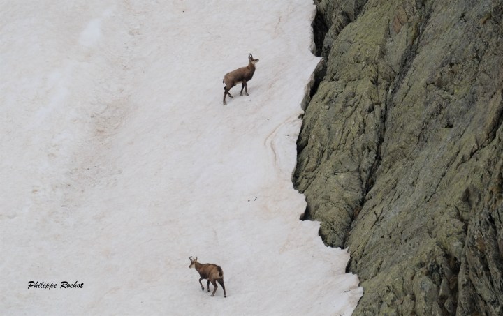 Vallouise mai 2018 bouquetins et chamois Cerces Pelvoux (23)bsigné