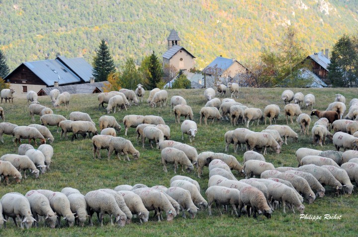 Vallouise moutons oct 2010 signé