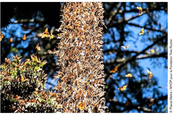 Pascal maitre papillons